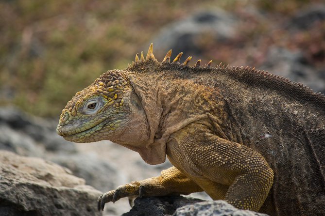 Day Trip to South Plaza Island From Puerto Ayora - Itinerary Details