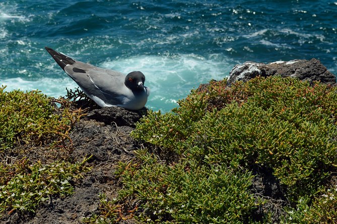 Day Trip to South Plaza Island From Puerto Ayora - Guest Reviews and Recommendations