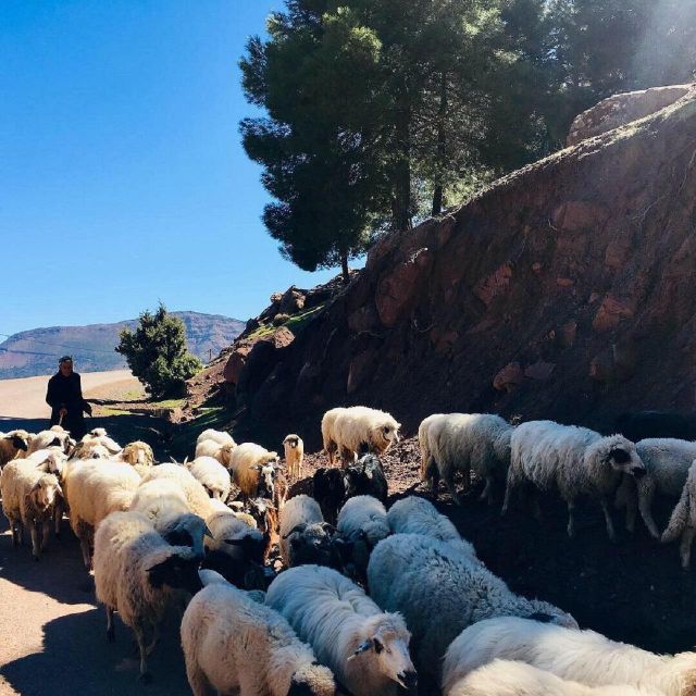 Day Trip to the Atlas Mountains and 5 Valleys From Marrakech - Additional Excursion Options