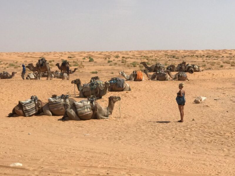 Day Trip to the Desert to Ksar Ghilane From Djerba or Zarzis - Key Points