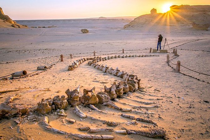 Day Trip to Valley of Whales From Cairo - Wadi El Hitan - Key Points