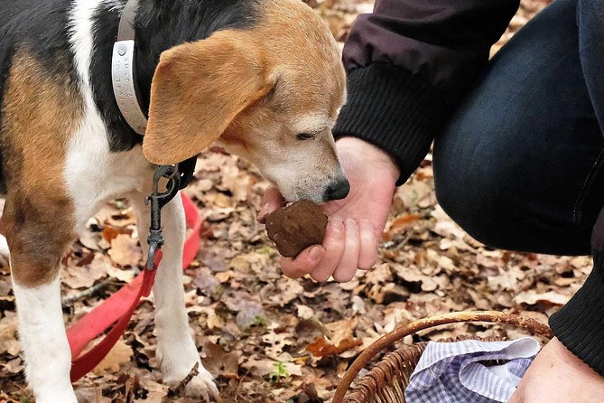 Day Trip: Truffle Hunting With Lunch and Spello Guided Tour - About Your Stay
