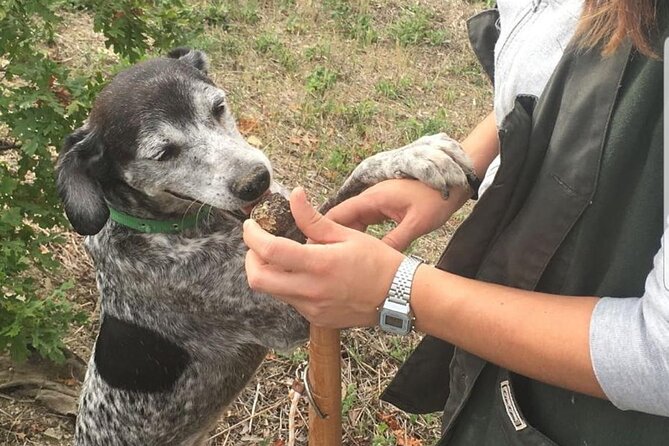 Day Trip: Truffle Hunting With Lunch and Spello Guided Tour - Inclusions and Exclusions