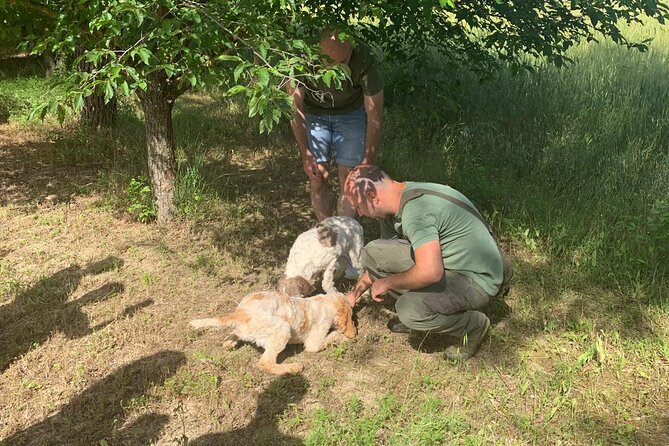 Day Trip: Truffle Hunting With Lunch and Spello Guided Tour - Guided Tour of Spello