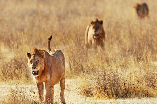 Day Trip - Tsavo East National Park ( Man Eater Lions of Tsavo & Other Big Five) - Highlights of the Safari Tour