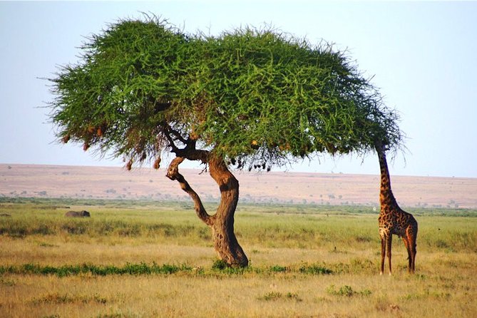 Day Trip - Tsavo East National Park ( Man Eater Lions of Tsavo & Other Big Five) - Private Guide and Vehicle Experience