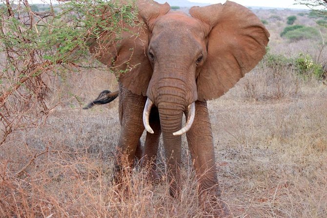 Day Trip - Tsavo East National Park ( Man Eater Lions of Tsavo & Other Big Five) - Participation and Group Size