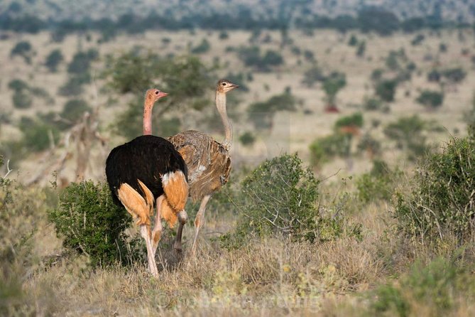 Day Trip - Tsavo East National Park ( Man Eater Lions of Tsavo & Other Big Five) - Cancellation Policy and Changes