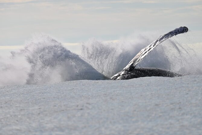 Day Trip – Whale Watching From Cali #Ecoliving - Taking in the Local Culture