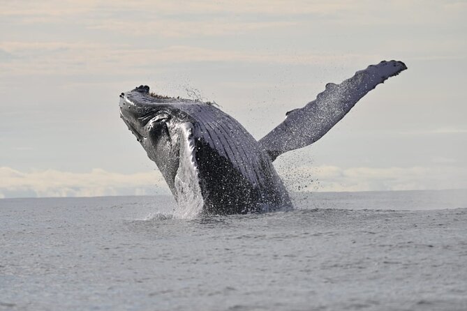 Day Trip – Whale Watching From Cali #Ecoliving - Key Points