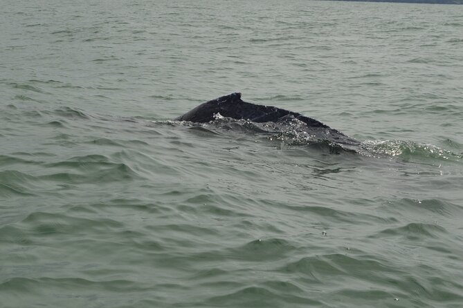 Day Trip – Whale Watching From Cali #Ecoliving - Humpback Whale Sightings