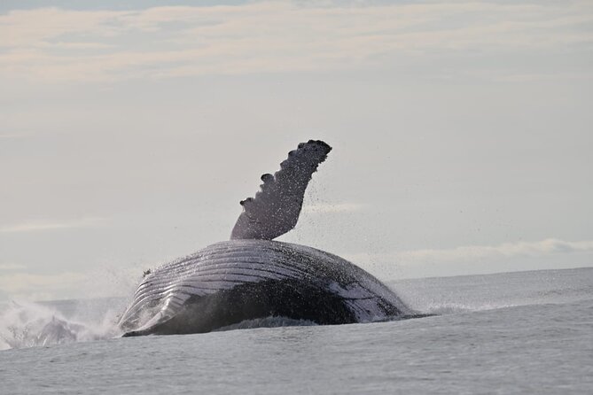 Day Trip – Whale Watching From Cali #Ecoliving - Logistics and Meeting Point