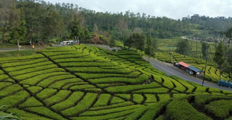 Day Trip White Crater Ciwidey Bandung All In - Tour Guide - Itinerary Highlights