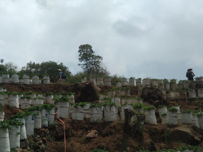 Day Trip White Crater Ciwidey Bandung All In - Tour Guide - Inclusions