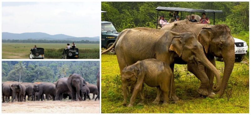 Day With Elephants at Udawalawe National Park & Transit Camp - Transportation and Logistics