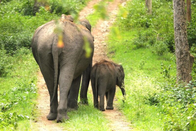 Day With Elephants at Udawalawe National Park & Transit Camp - Booking Information