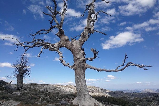 Dayhikes With Pick-Up From Marbella and Estepona - Discovering Andalusian Flora