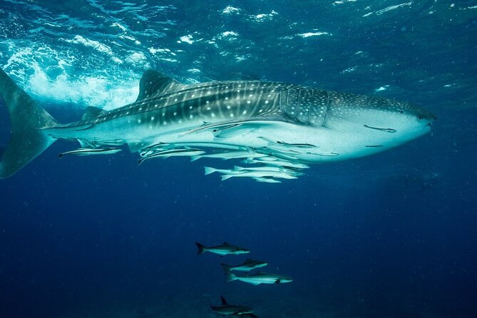 Daymaniyat Island Natural Reserve and Dolphin Watching - Tour Details