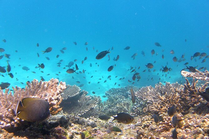 Daymaniyat Island Natural Reserve and Dolphin Watching - Additional Information