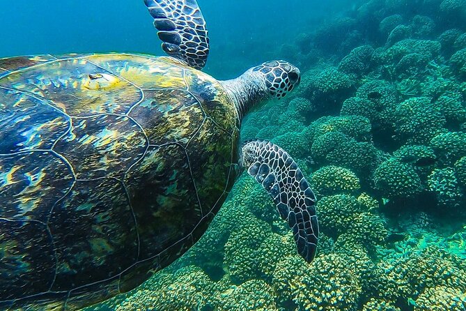 Daymaniyat Island Natural Reserve and Dolphin Watching - Booking and Cancellation