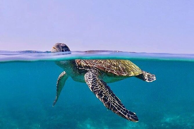 Daymaniyat Islands Snorkeling Half-Day Tour - Accessibility and Participation Requirements