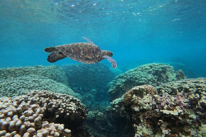 Daymaniyat Islands Snorkeling Sharing Trip - Whats Not Included