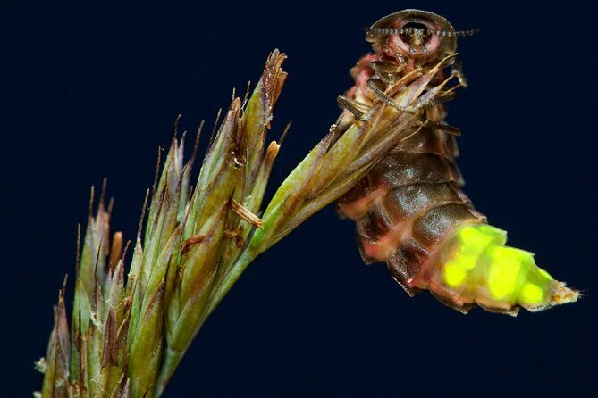 Daytime Scenic Rim Glow Worm Tour + Hop on Hop off Bus - FAQ