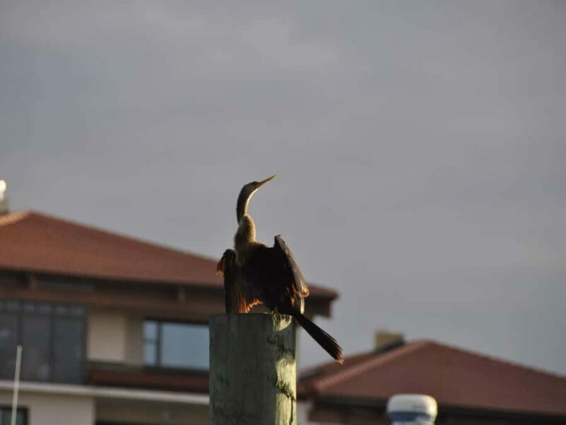 Daytona Beach: Halifax River Wildlife Boat Tour - Practical Details and Tour Logistics