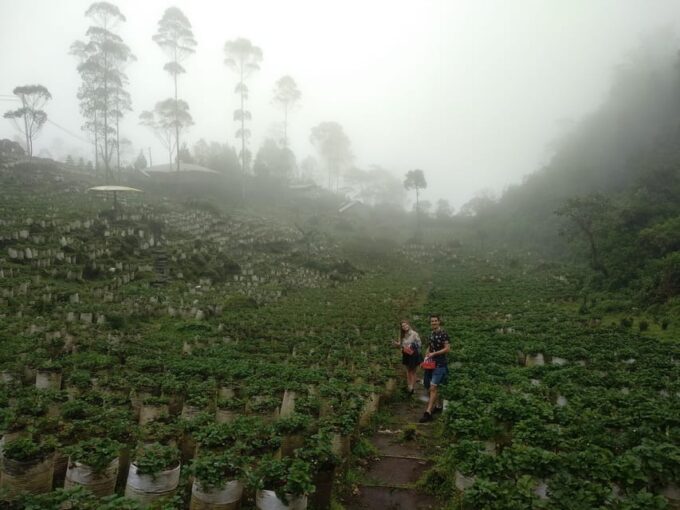 Daytrip Costum White Crater Volcano Mount Tour Guide Bandung - Additional Fees