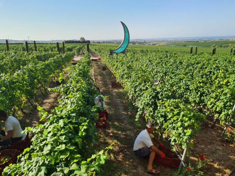 Daytrip:Gerovassiliou Winery,Petralona Cave & Potidea Beach - Winery Tour and Tasting