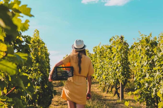 Daytrip:Gerovassiliou Winery,Petralona Cave & Potidea Beach - Important Notes