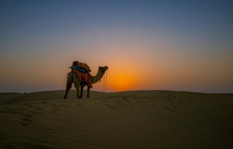 Dazzling Half Day Camel & Desert Safari With Sunset & Dinner - Practical Details: What You Need to Know