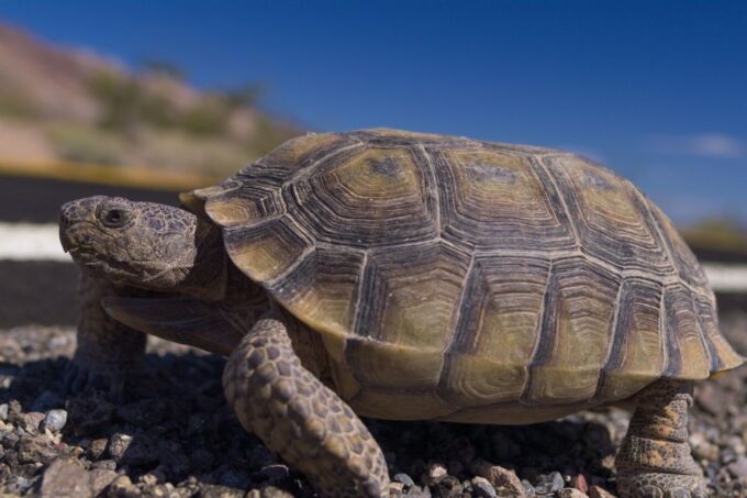 Death Valley: National Park Self-Guided Driving Tour - Iconic Stops in the Park