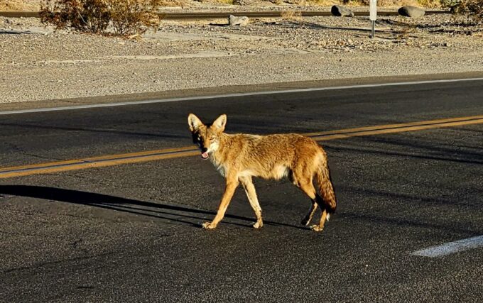 Death Valley National Park Tour From Las Vegas - Frequently Asked Questions