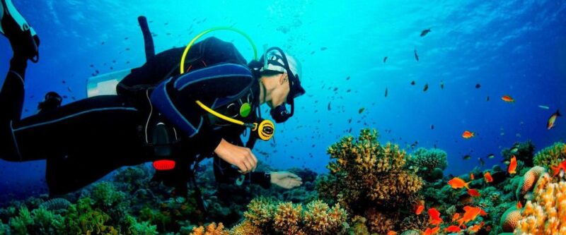 Deep Dive Discovery - Scuba Diving in Paracas - Exploring Diverse Marine Life
