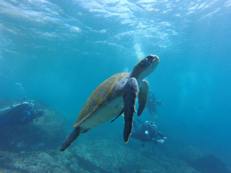 Deep Dive Discovery - Scuba Diving in Paracas - Notable Diving Locations