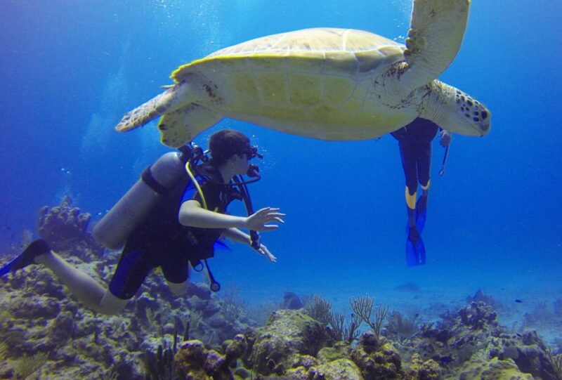 Deep Dive Discovery - Scuba Diving in Paracas - Booking and Reservation Details