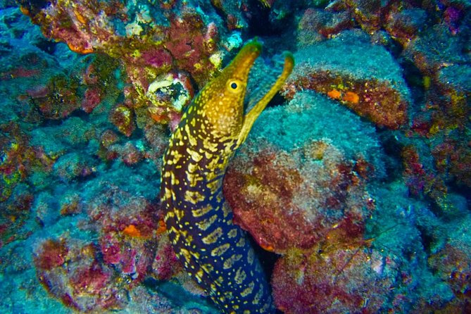 DEEP DIVING SPECIALITY - Discover a New World up to 40M Depth ! - Program Overview