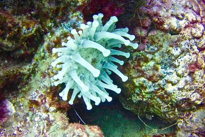 DEEP DIVING SPECIALITY - Discover a New World up to 40M Depth ! - Instructors Expertise and Certification