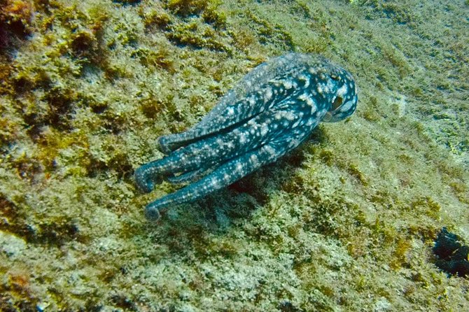 DEEP DIVING SPECIALITY - Discover a New World up to 40M Depth ! - Flexible Scheduling and Accommodation