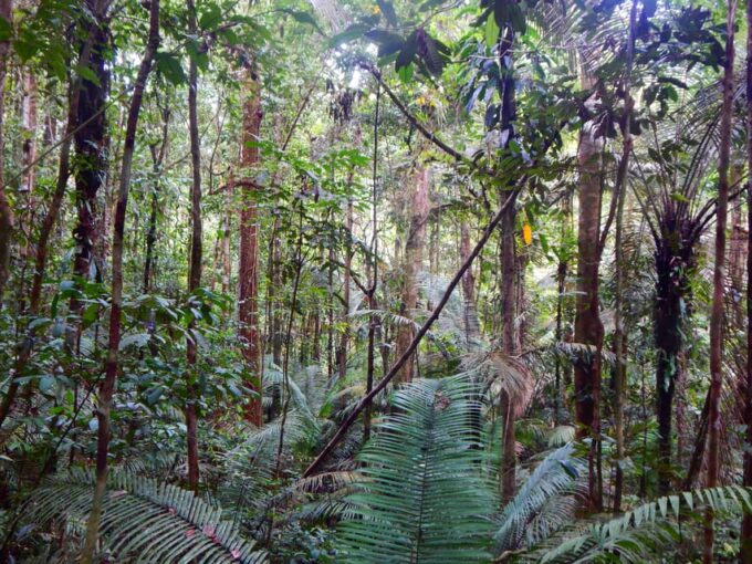 Deep Jungle Experience Plan 4 Days - Amazon River Exploration