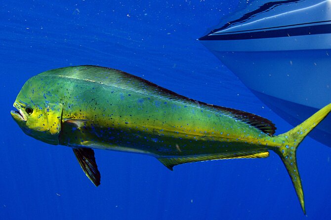 Deep Sea Fishing and Tortugas Beach Club - Tips for Your Adventure