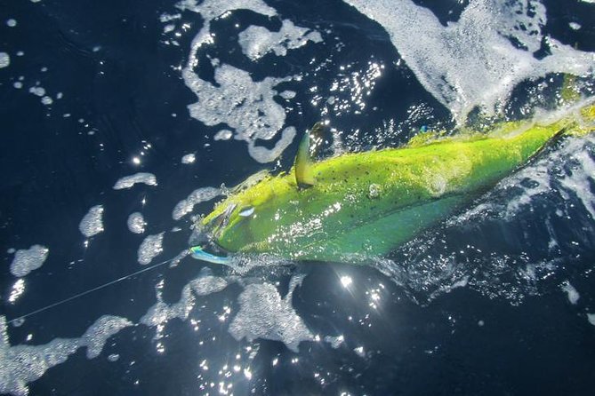 Deep Sea Fishing for 5 Hours From Cabo San Lucas - Essentials Provided