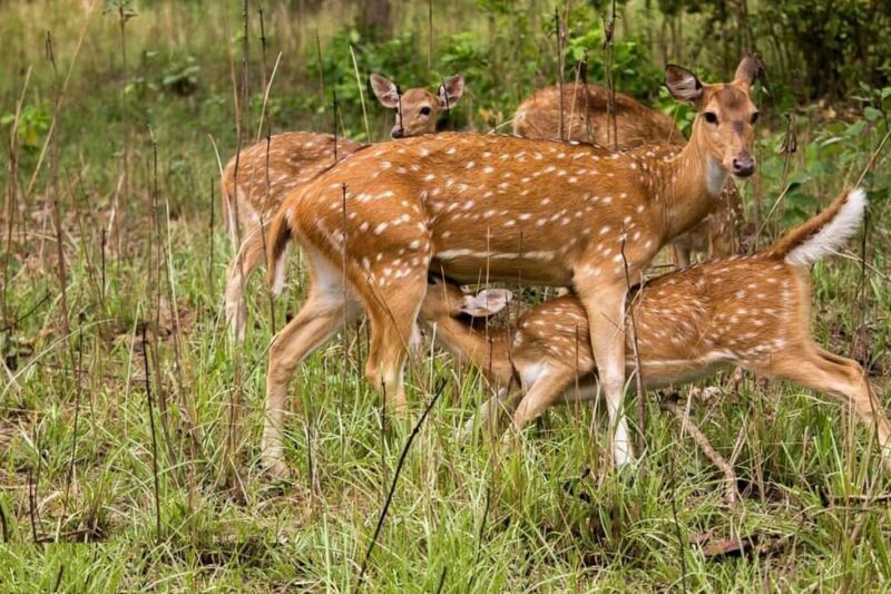 Delhi-Agra-Jaipur Golden Triangle Multiday trip with Safari - Key Points