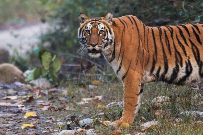 Delhi-Agra-Jaipur Golden Triangle Multiday trip with Safari - Jaipur: The Pink City and Forts