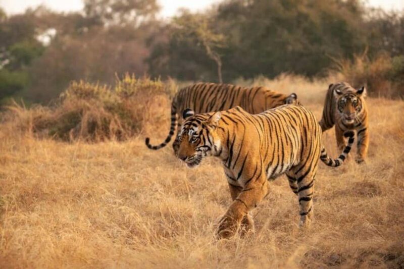 Delhi-Agra-Jaipur Golden Triangle Multiday trip with Safari - Authenticity and Value