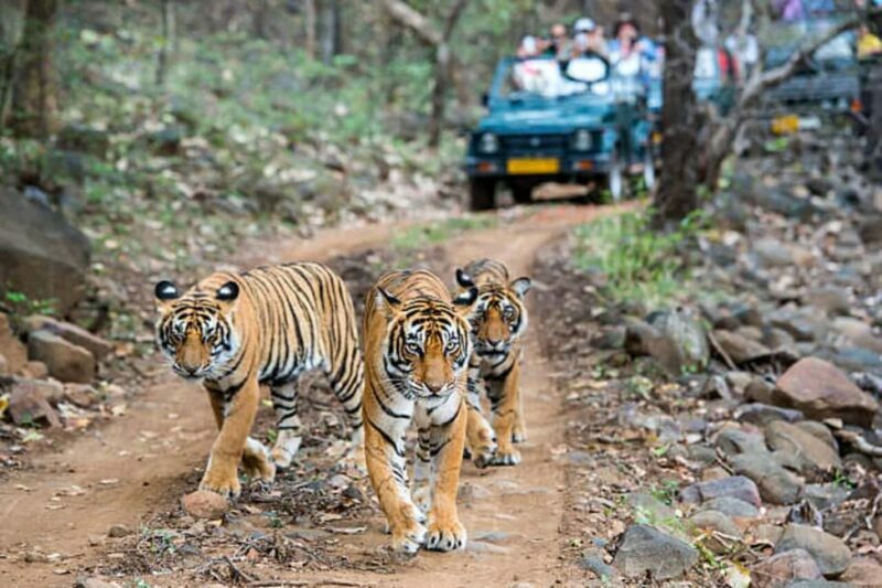 Delhi-Agra-Jaipur Golden Triangle Multiday trip with Safari - Who Should Consider This Tour?