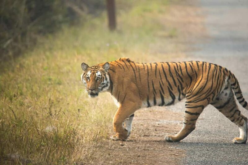 Delhi Agra Jaipur Golden Triangle Multiday trip with Safari - What We Love, What’s Worth Considering