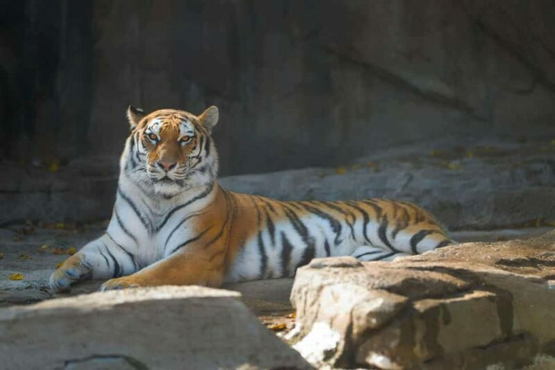 Delhi Agra Jaipur Golden Triangle Multiday trip with Safari - Final Thoughts