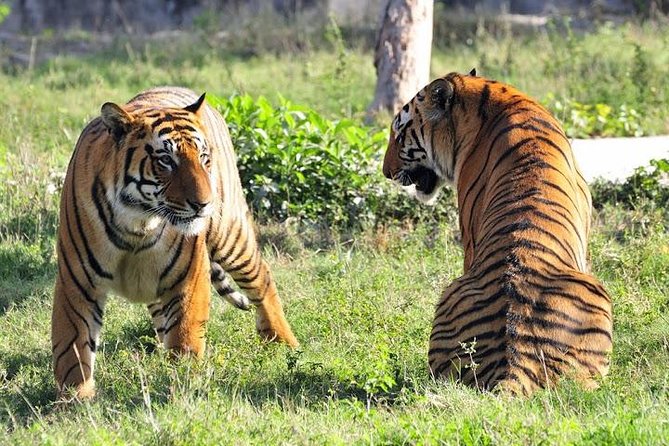 Delhi, Agra, Jaipur & Ranthambhore Tiger Safari 5-Day Tour - Meeting and Pickup